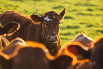 An Angus cross Luing heifer at four months of age – the next generation of Dalswinton breeding stock.