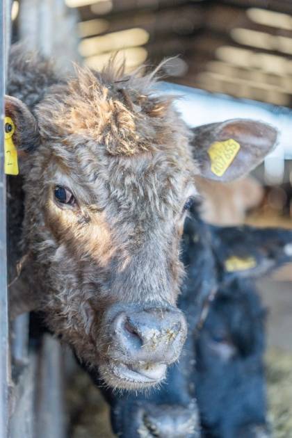 An Angus cross Charolais Dalswinton calf at 9 months old. Youngstock at Dalswinton are sold store between 10 and 12 months